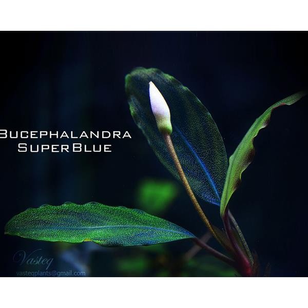 Bucephalandra Super Blue Saksı Canlı Bitki