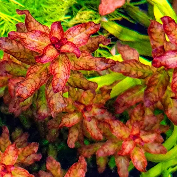 Ludwigia Senegalensis Guinea In Vitro Canlı Bitki