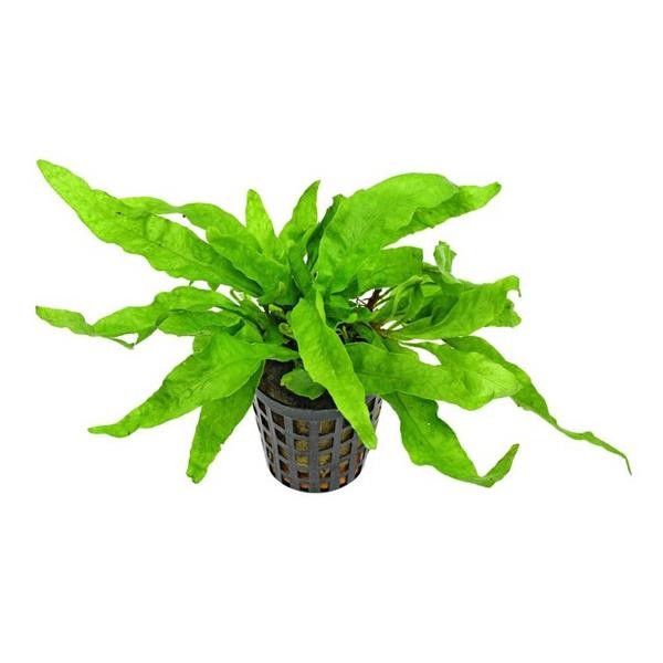 Microsorum Latifolia S Saksı Canlı Bitki