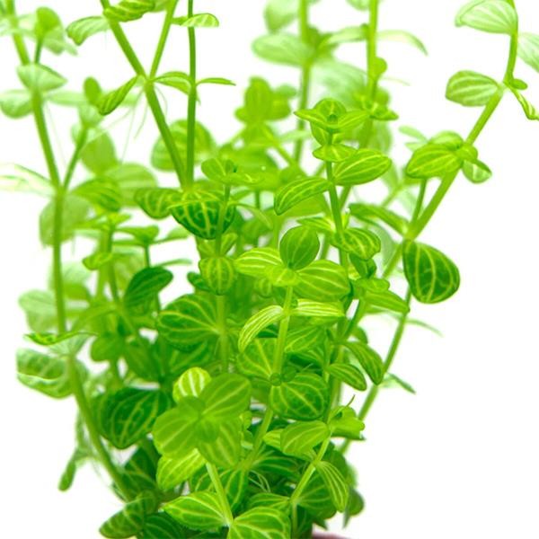 Lindernia Rotundifolia In Vitro Canlı Bitki