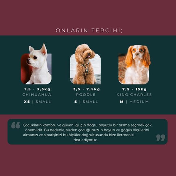 Occo Pure Zeb Kelebek Köpek Göğüs ve Gezdirme Tasması Set Small