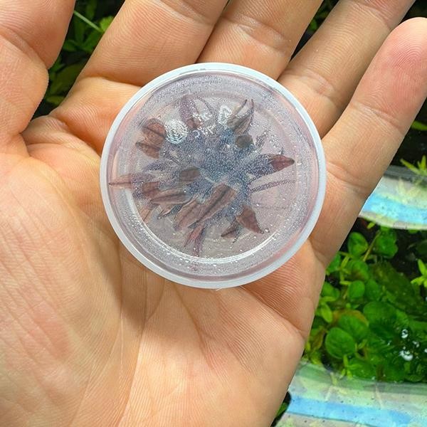 Cryptocoryne Wendtii Flamingo Küçük In Vitro Cup Canlı Bitki