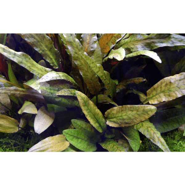 Cryptocoryne Tropica Saksı Canlı Bitki