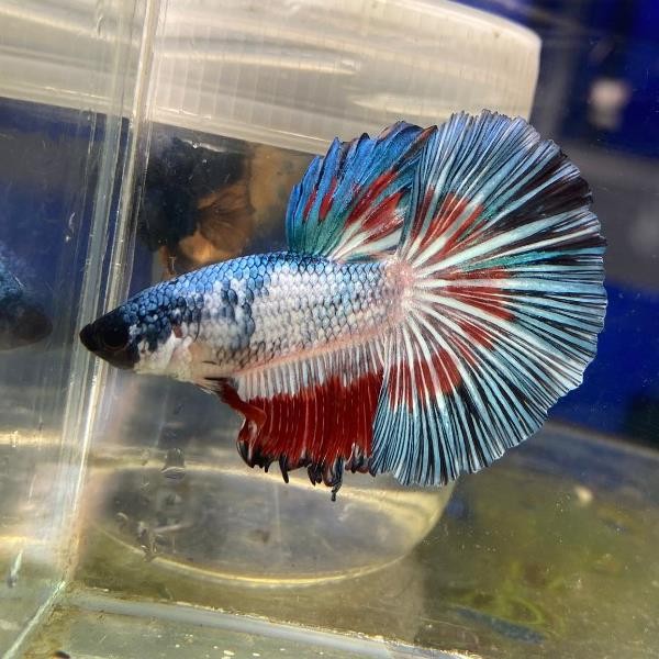 Betta Balığı Gerçek Görsel No:25