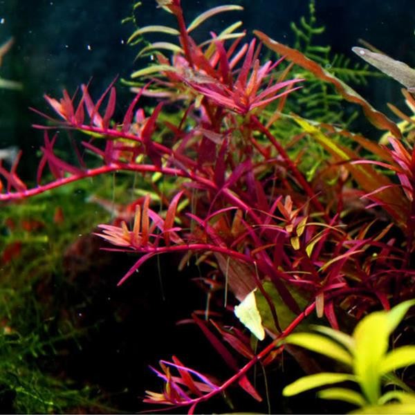 Rotala Colorata Saksı Canlı Bitki