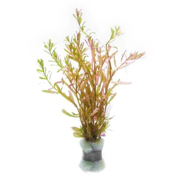 Rotala Manipurensis Saksı Canlı Bitki