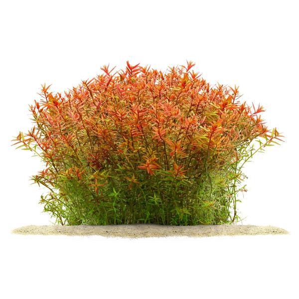 Rotala Orange Juice In Vitro Canlı Bitki 500cc