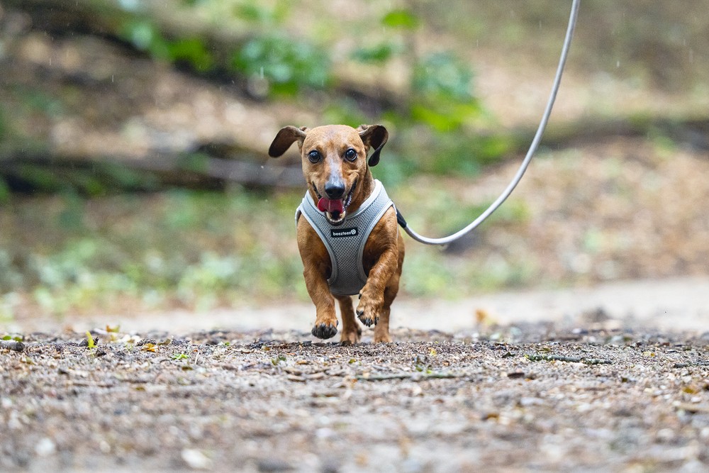Beeztees Köpek Göğüs Tasması, Neopren, Gri, XS, 30-35cm