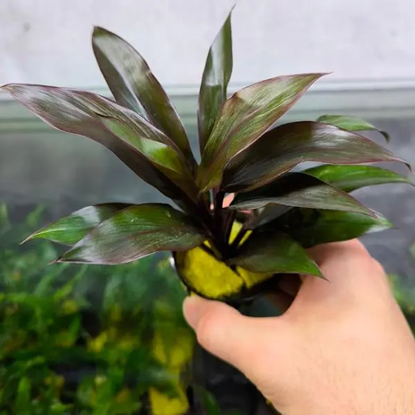 Cordyline Compacta Saksı Canlı Bitki