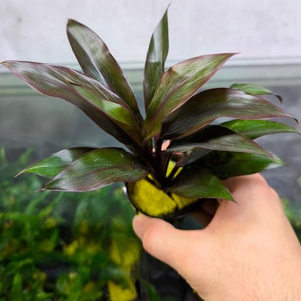 Cordyline Compacta Saksı Canlı Bitki