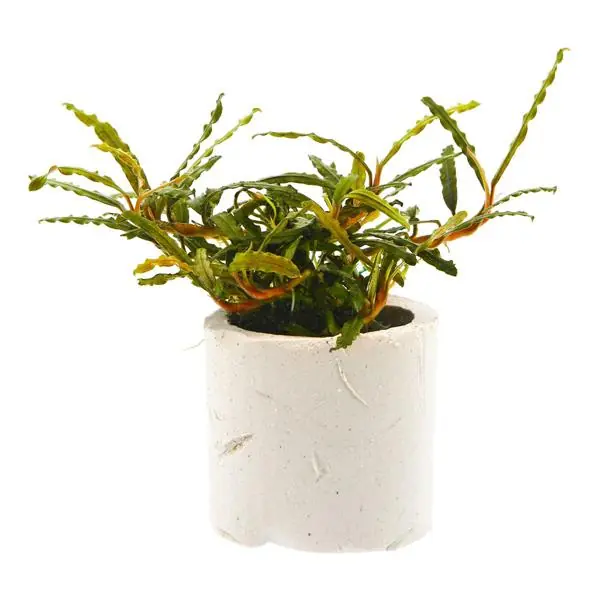 Bucephalandra Micro Belindae Saksı Canlı Bitki