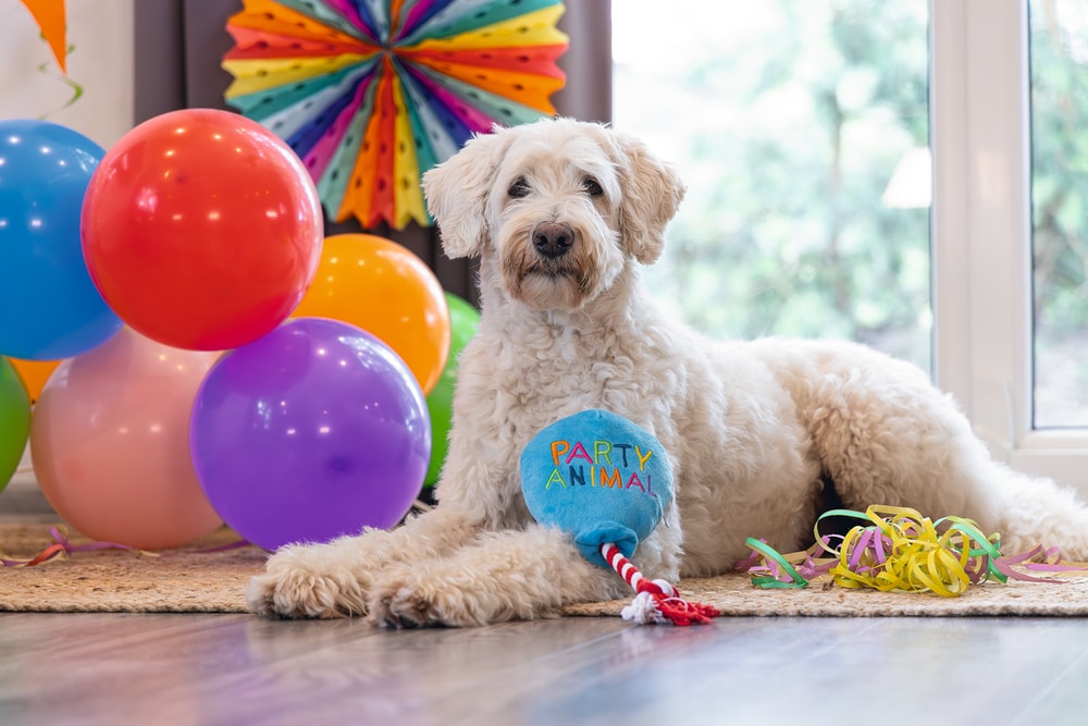 Beeztees Köpek Oyuncağı, Parti Balonu, Peluş, Mavi, 39x13x7,5cm