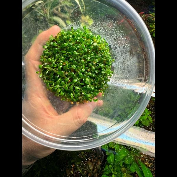 Glossostigma Elatinoides In Vitro Canlı Bitki 500cc