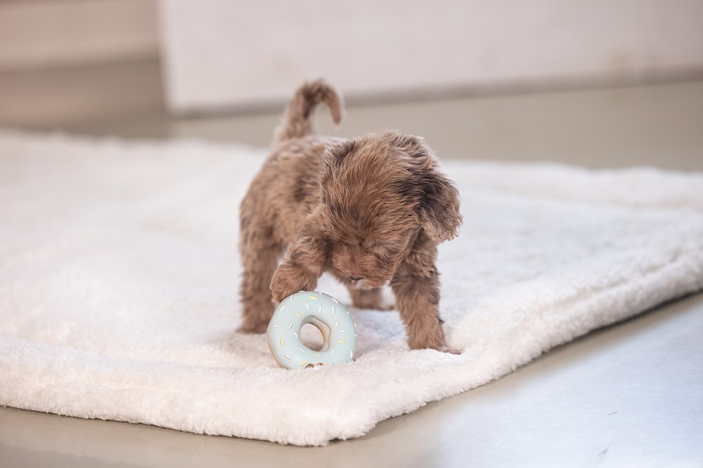 Beeztees Köpek Oyuncağı, Sesli, Donut, Lateks, Çeşitli Renklerde, 7x7x3cm