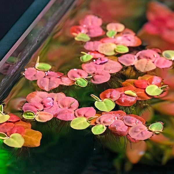 Phyllanthus Fluitans Red In Vitro Canlı Bitki