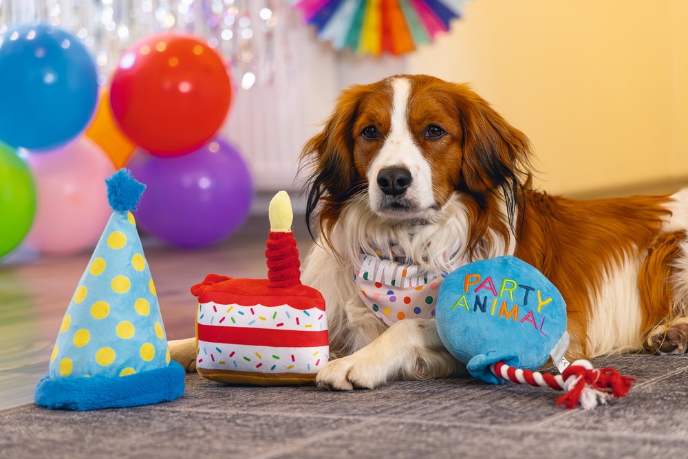 Beeztees Köpek Oyuncağı, Parti Balonu, Peluş, Mavi, 39x13x7,5cm