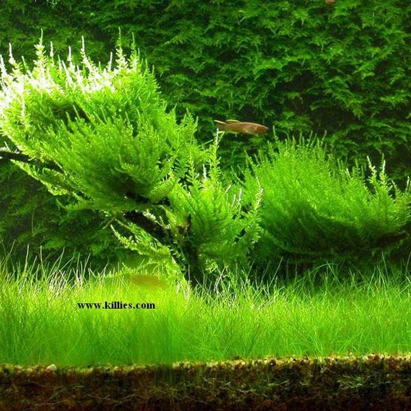 Erect Moss Tele Sarılı 5x5Cm Yeni Sarım Canlı Bitki