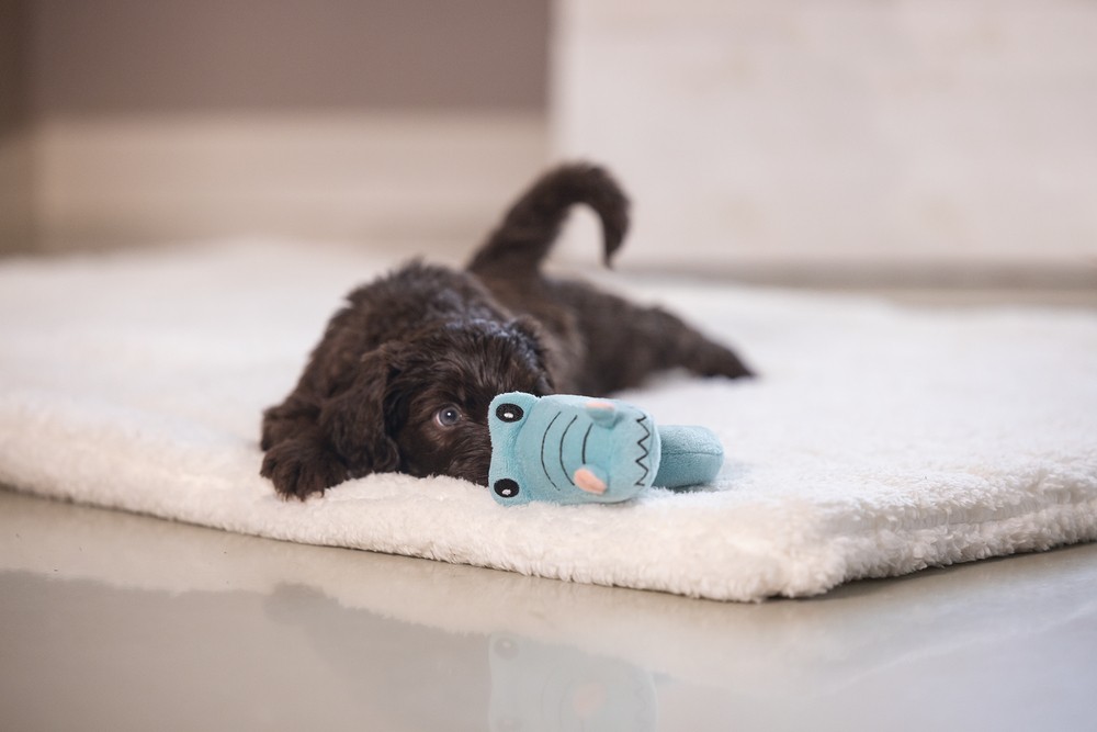 Beeztees Köpek Oyuncağı, Peluş, Turkuaz, 16x18x8,5cm
