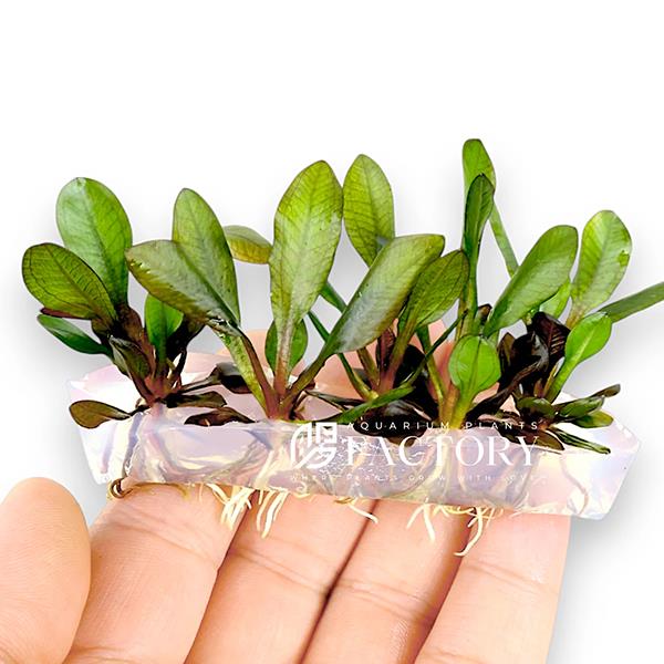 Echinodorus Red Chameleon In Vitro Canlı Bitki