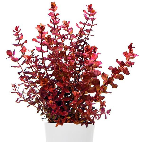 Rotala Macrandra Mini Red In Vitro Canlı Bitki