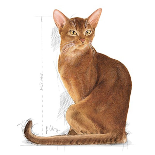 Royal Canin Exigent Savour Seçici Yetişkin Kedi Maması 2 Kg