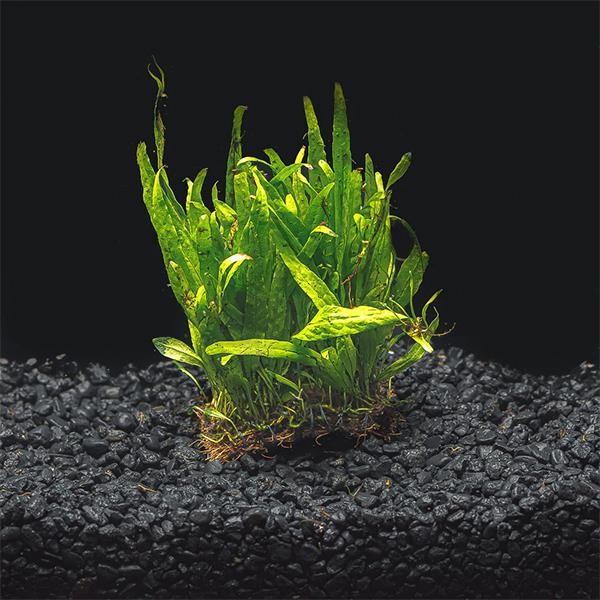 Java Fern Needle Leaf Saksı Canlı Bitki
