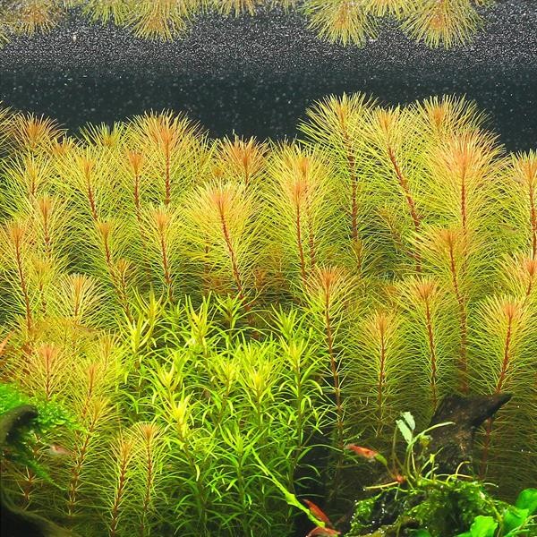 Rotala Sp Vietnam Saksı Canlı Bitki