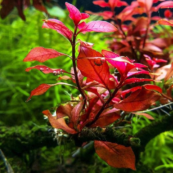 Ludwigia Mini Super Red Saksı Canlı Bitki