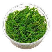 Heteranthera