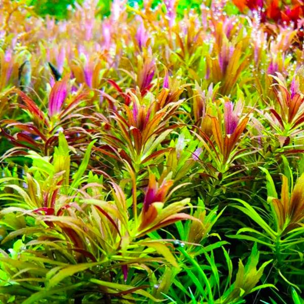 Limnophila Sp Kalimantan Mini Saksı Canlı Bitki