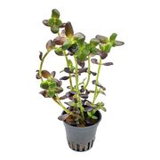 Bacopa