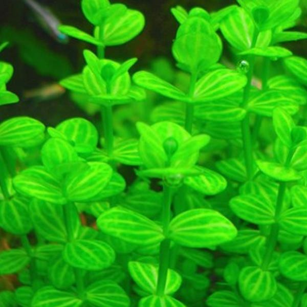 Lindernia Rotundifolia Saksı Canlı Bitki