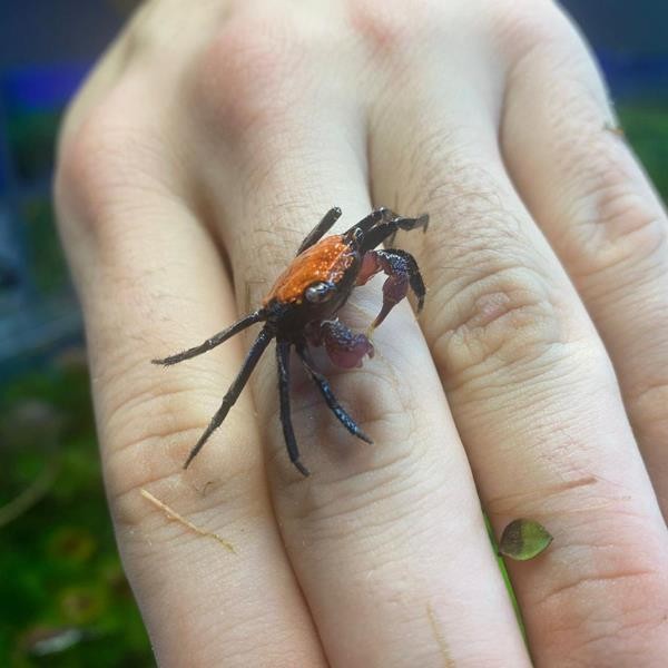 Geosesarma Tricolor Vampire Crab Tatlı Su Yengeci