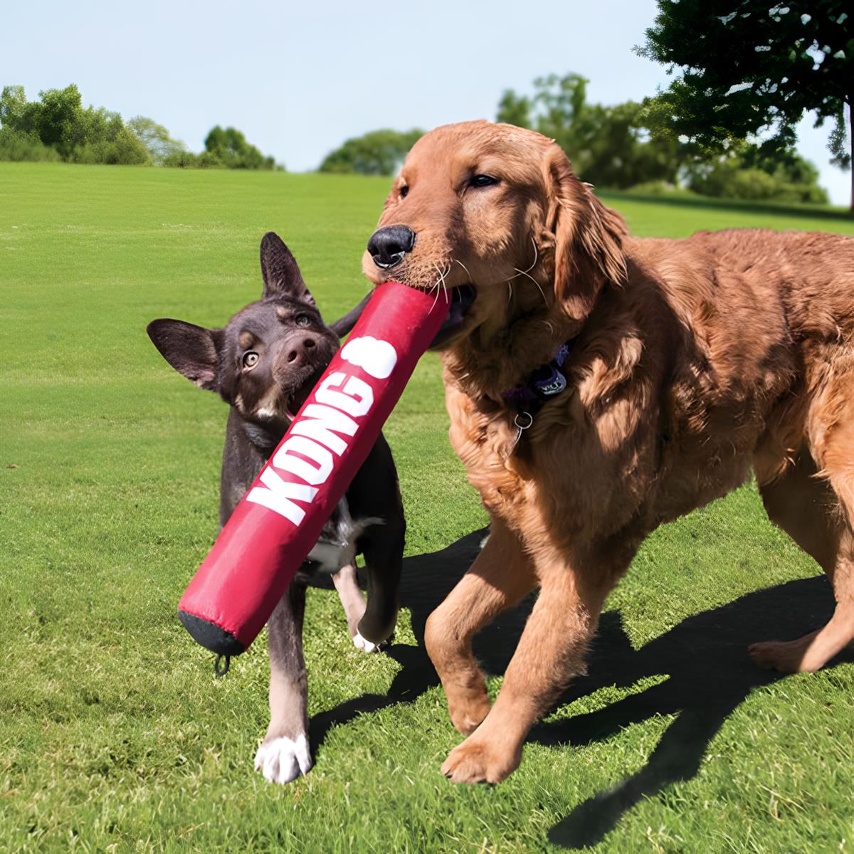 Kong Signature Stick Çubuk Şeklinde Köpek Oyuncağı XL