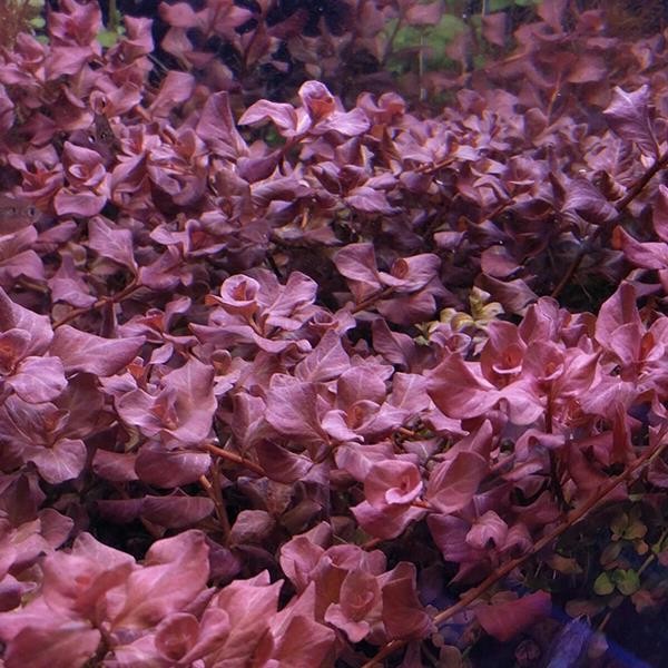 Ludwigia Ovalis Pink Saksı Canlı Bitki