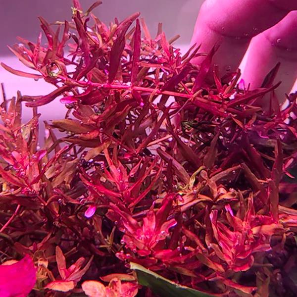 Rotala Yerabje Saksı Canlı Bitki