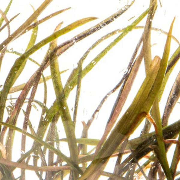 Cryptocoryne Tonkinensis In Vitro Canlı Bitki