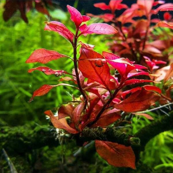 Ludwigia Palustris Red In Vitro Canlı Bitki