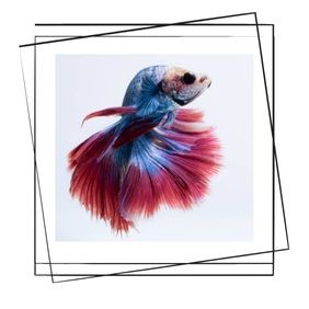 Betta Balıklarının Bakımı