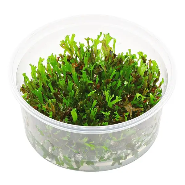 Windelov In Vitro Canlı Bitki