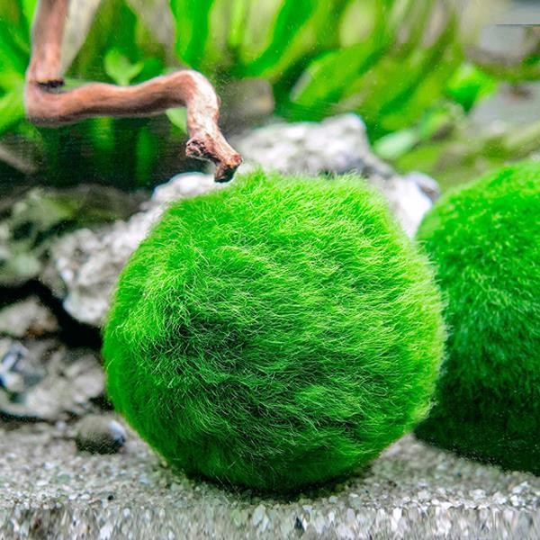 Marimo Moss Ball 2-3Cm Yosun Topu Canlı Bitki 50 Adet