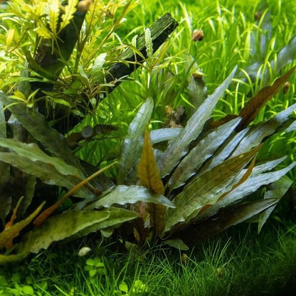 Cryptocoryne Petchii In Vitro Canlı Bitki