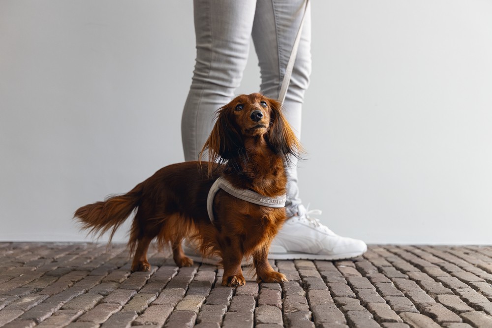 Beeztees DBL Köpek Göğüs Tasması, Velur, Gri, S, 20mm x 52cm