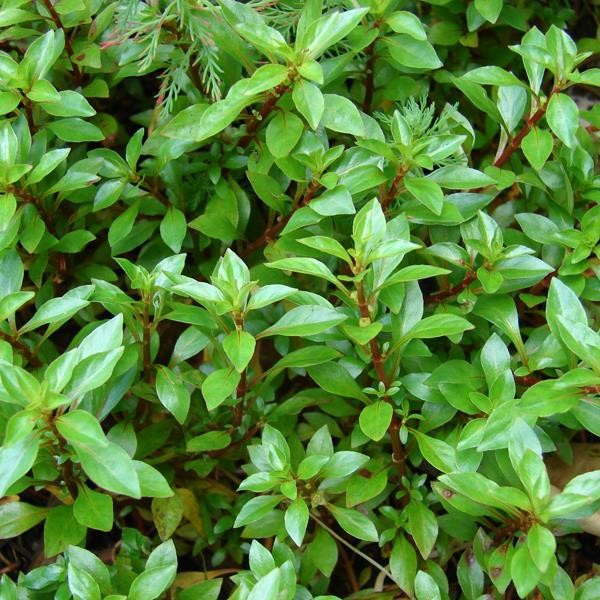 Ludwigia Palustris Green Saksı Canlı Bitki