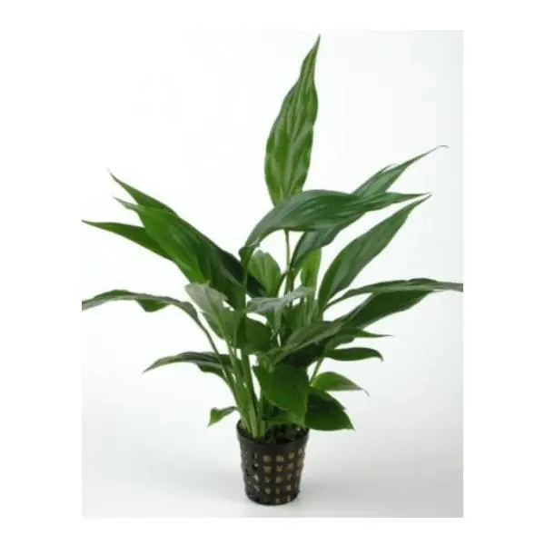 Spathiphyllum Wallisii Saksı Canlı Bitki