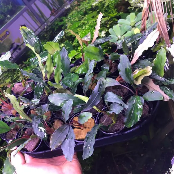Bucephalandra Giant Saksı Canlı Bitki