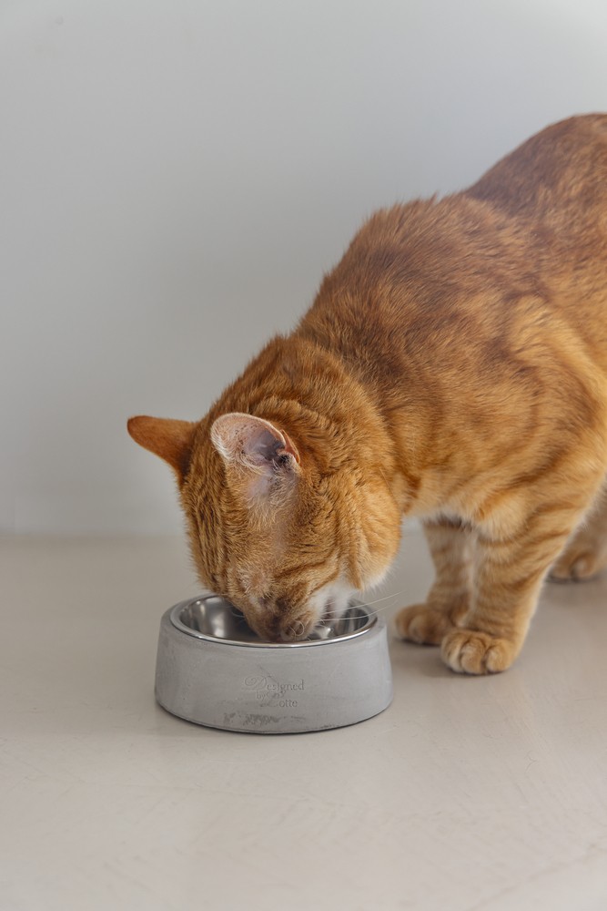 Beeztees DBL Kedi Mama Su Kabı, Paslanmaz Çelik, 12,5cm, 160ml