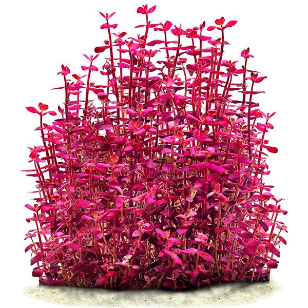 Bacopa Salzmannii Purple In Vitro Canlı Bitki