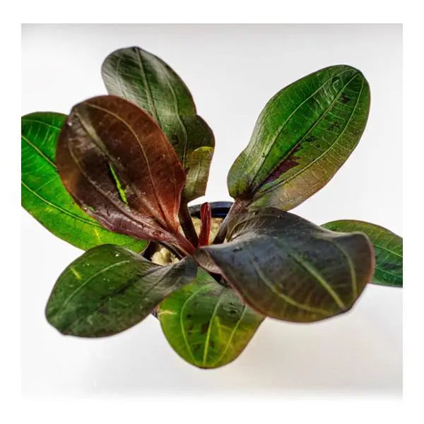Echinodorus Hadi Red Pearl Saksı Canlı Bitki
