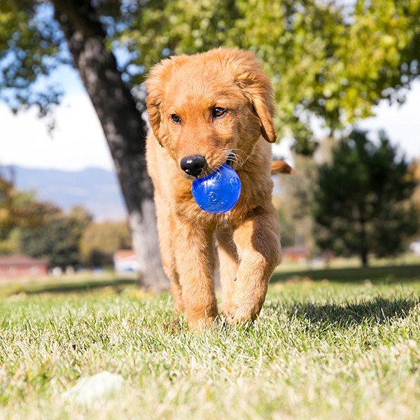 Kong Squeezz Hışırtı Sesli Köpek Topu L 7cm